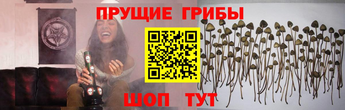 Галлюциногенные грибы Psilocybe  Вход с VPN  Можайск  Псилоцибиновые грибы Cubensis 